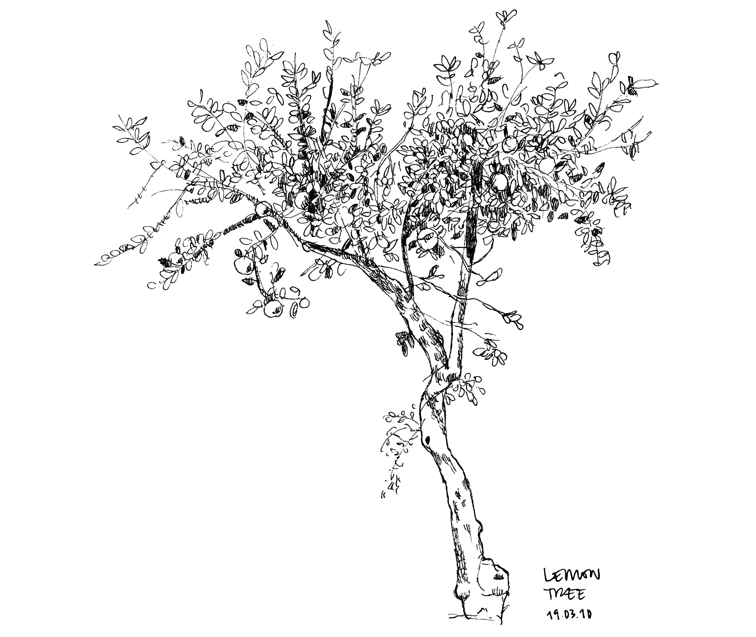 130+ Lemon Tree In Pot Stock Illustrations, Royalty-Free Vector Graphics &  Clip Art - iStock